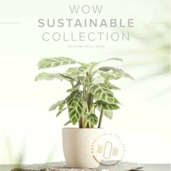 Wow Sustainable Collection
